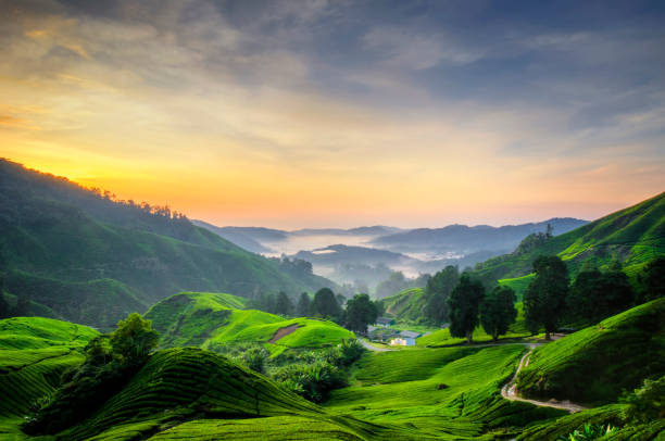 Cameron Highland