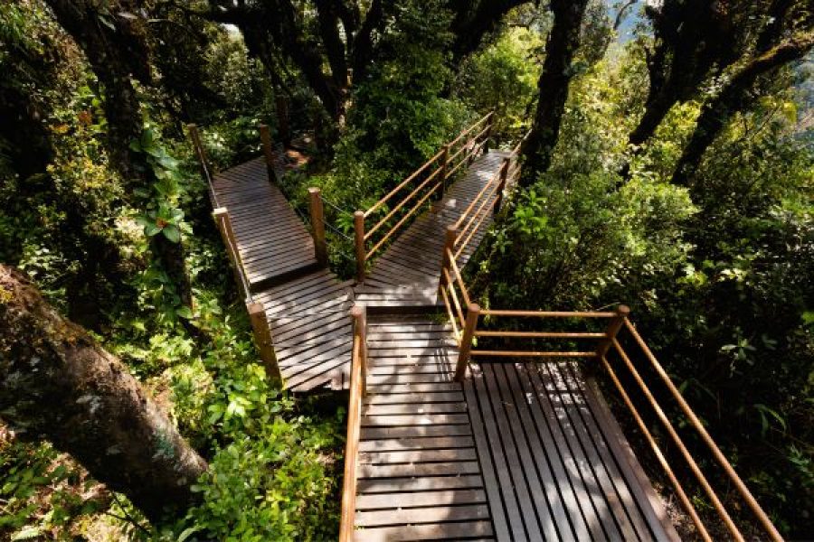 Half Day Cameron Highland Mossy Forest Discovery Tour (Sharing)